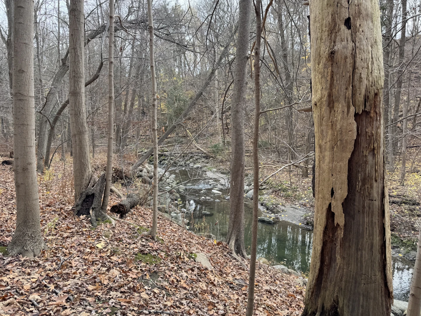 Bare trees and dead leaves alongside a creek in an autumn forest