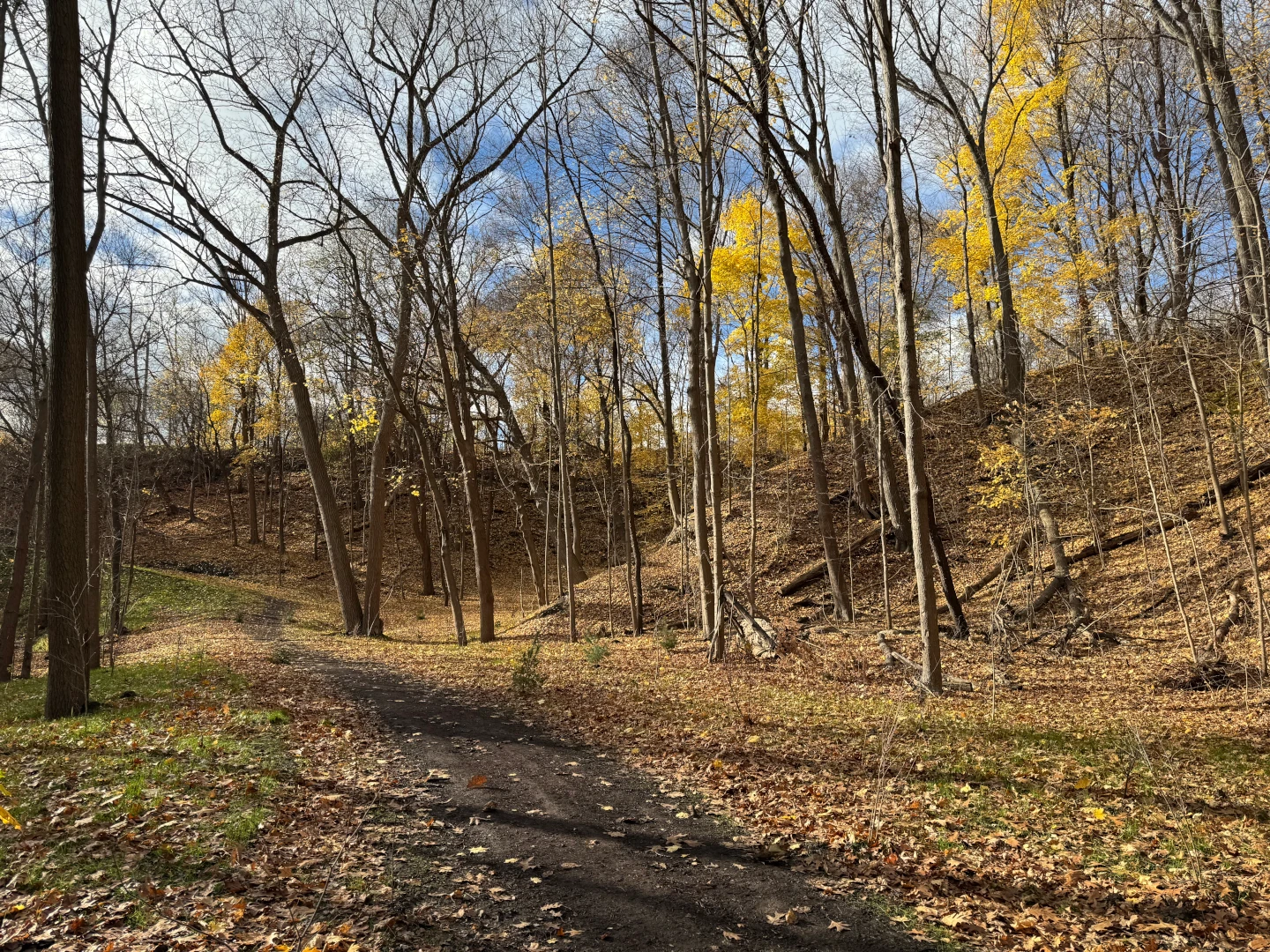 Path through a hollow rimmed with bare and yellowing trees on a sunny day in autumn