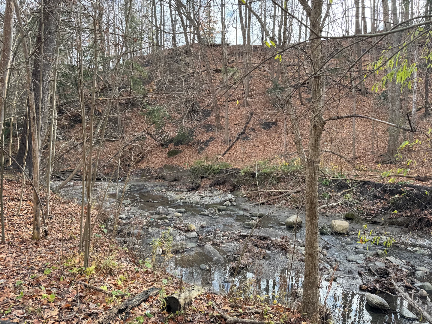 Bare trees on the banks of a small creek in autumn