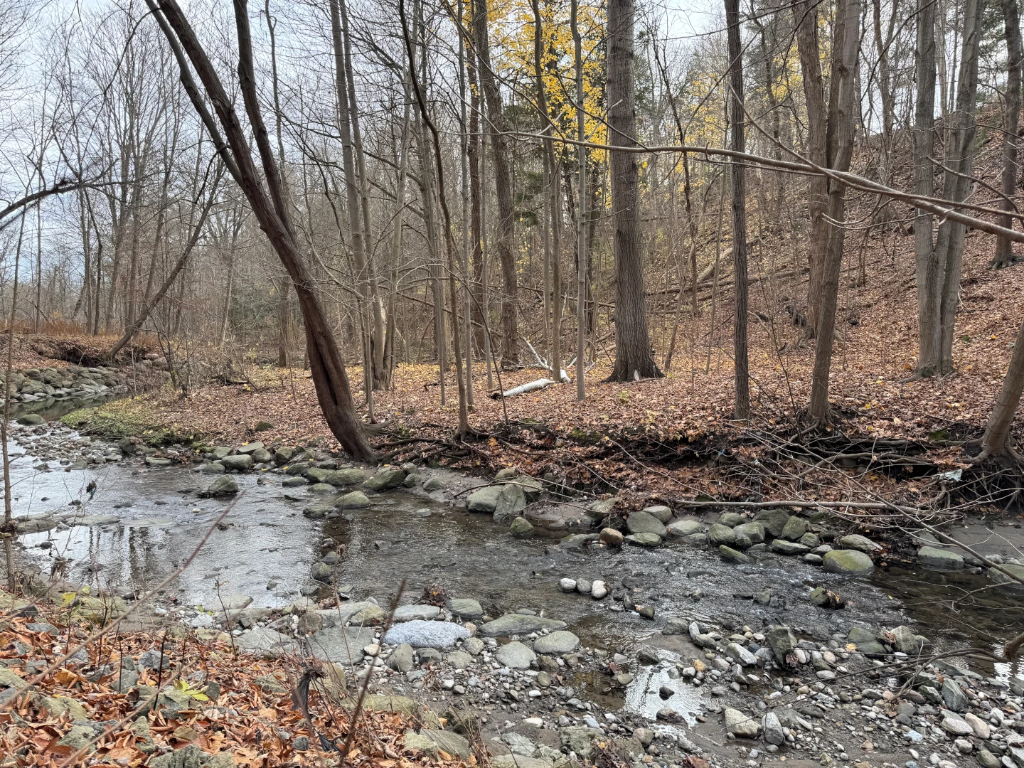 Bare and yellow trees on the leaf-strewn banks of a small creek